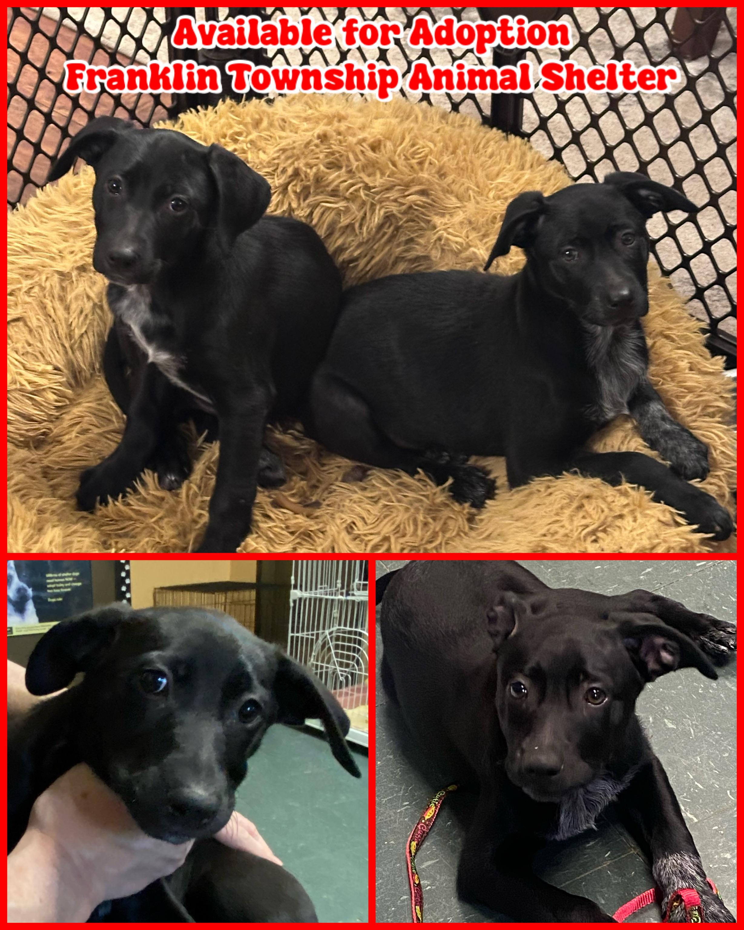 Enlarge Labrador Retriever/Cattle Dog Mix, a ADOPTABLE mixed breed in Somerset, NJ image 2/4