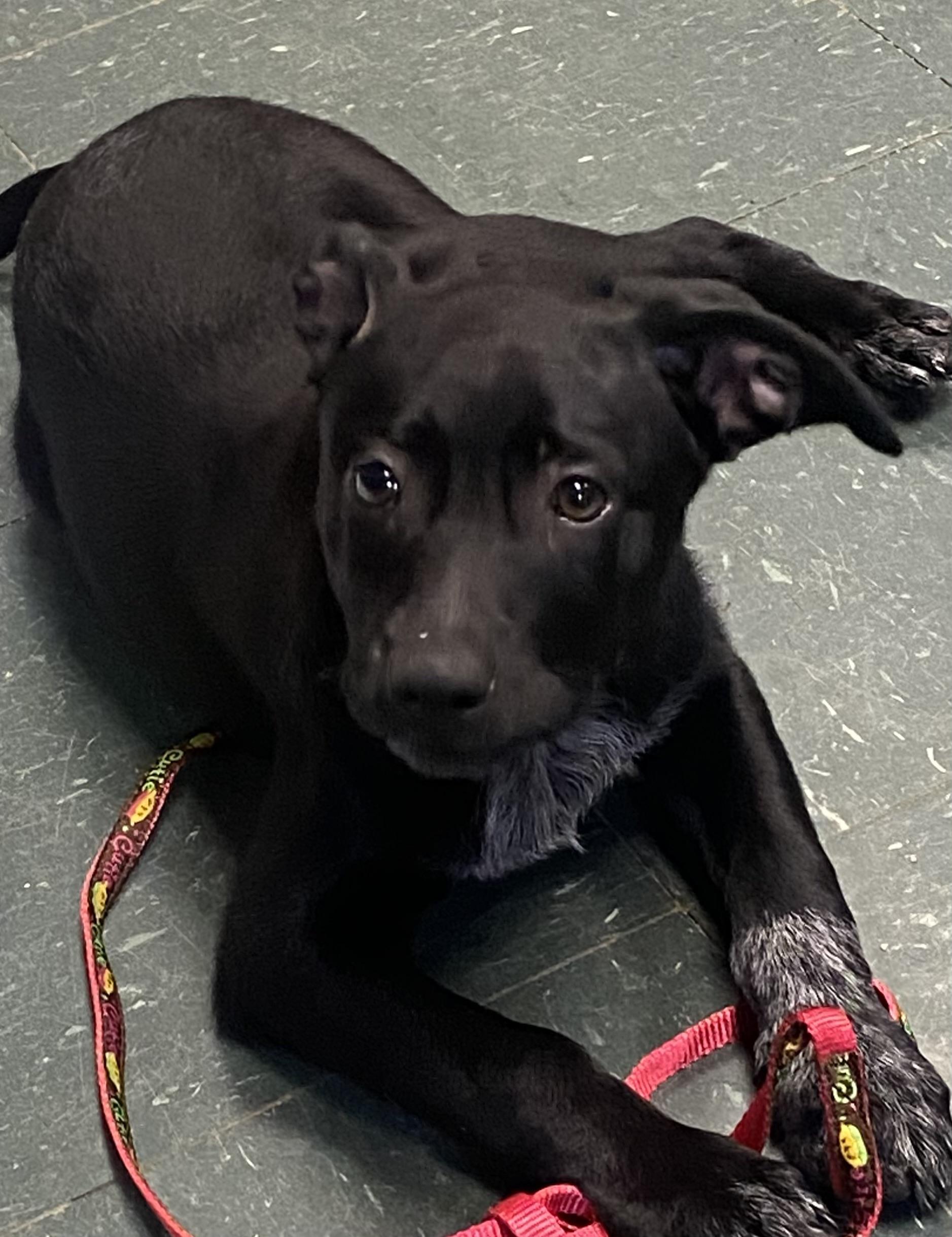 Enlarge Labrador Retriever/Cattle Dog Mix, a ADOPTABLE mixed breed in Somerset, NJ image 3/4