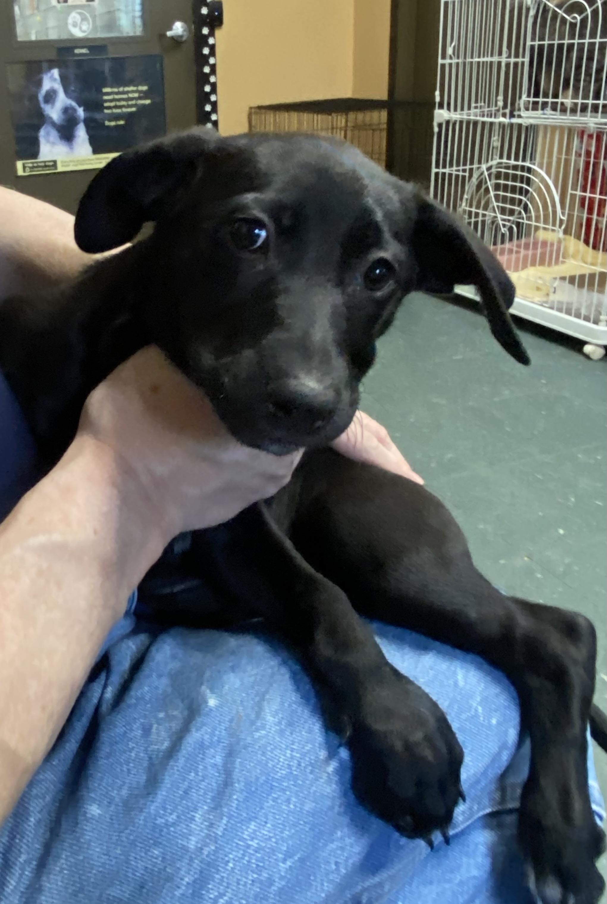 Enlarge Labrador Retriever/Cattle Dog Mix, a ADOPTABLE mixed breed in Somerset, NJ image 4/4