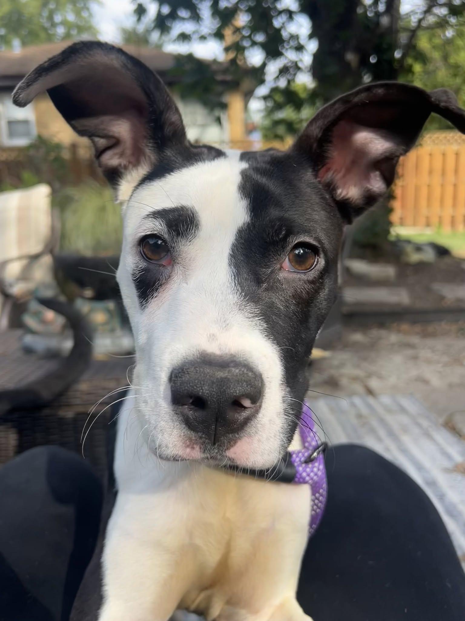 Enlarge Patch, a Adoptable Mixed Breed in Schaumburg, IL image 4/5