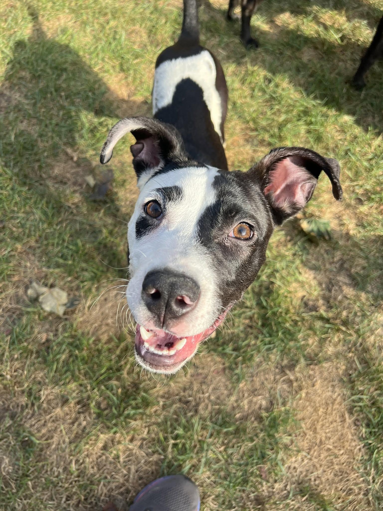 Enlarge Patch, a Adoptable Mixed Breed in Schaumburg, IL image 3/5