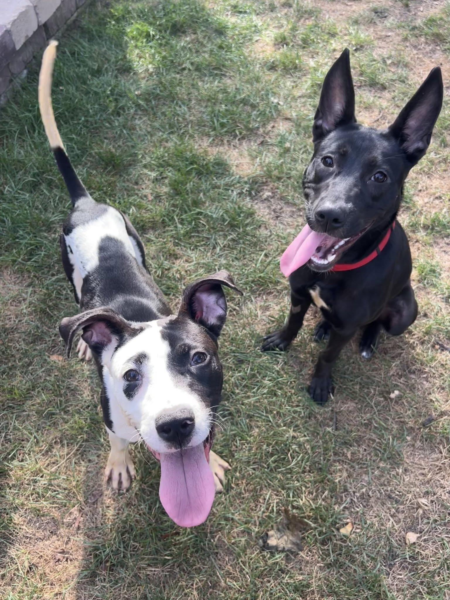 Enlarge Patch, a Adoptable Mixed Breed in Schaumburg, IL image 2/5