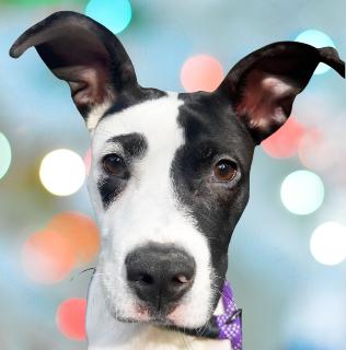 Enlarge Patch, a Adoptable Mixed Breed in Schaumburg, IL image 1/5