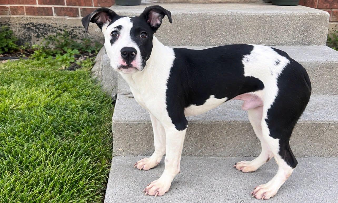 Enlarge Patch, a Adoptable Mixed Breed in Schaumburg, IL image 5/5
