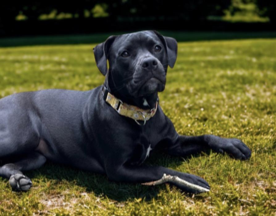 Enlarge Jasmine, a Adopted mixed breed in Warwick, RI image 3/6