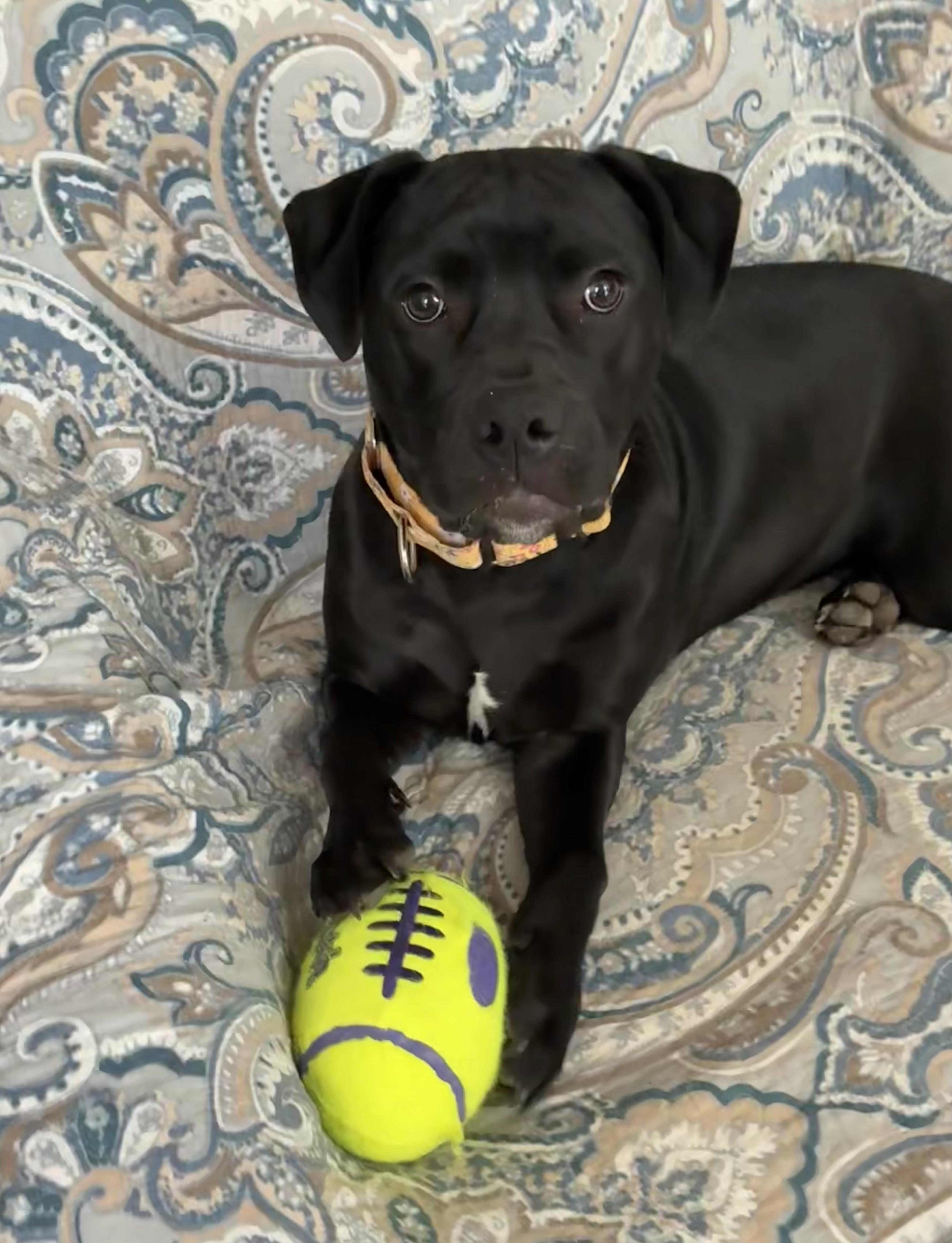 Enlarge Jasmine, a Adopted mixed breed in Warwick, RI image 2/6