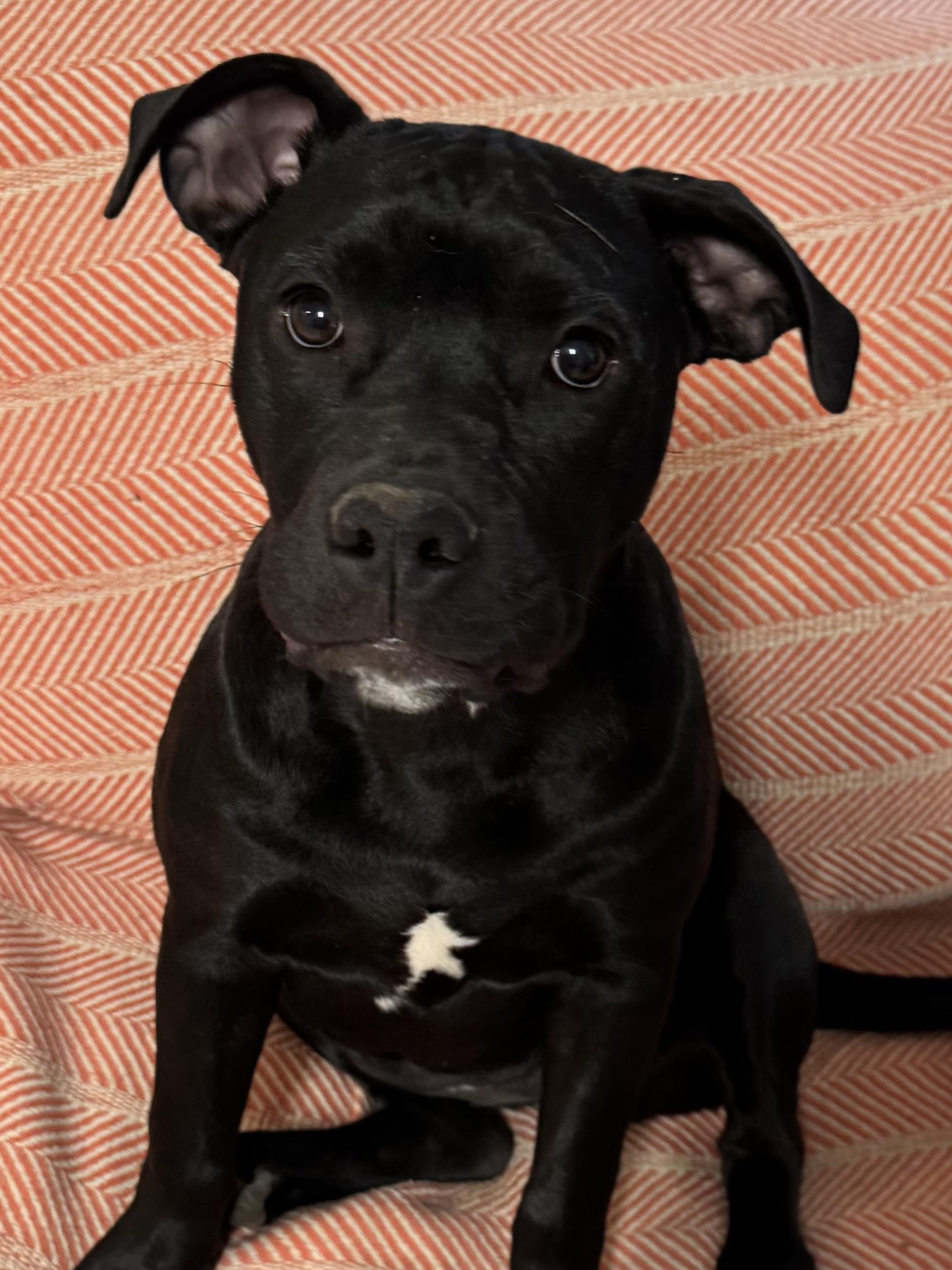 Enlarge Jasmine, a Adopted mixed breed in Warwick, RI image 4/6