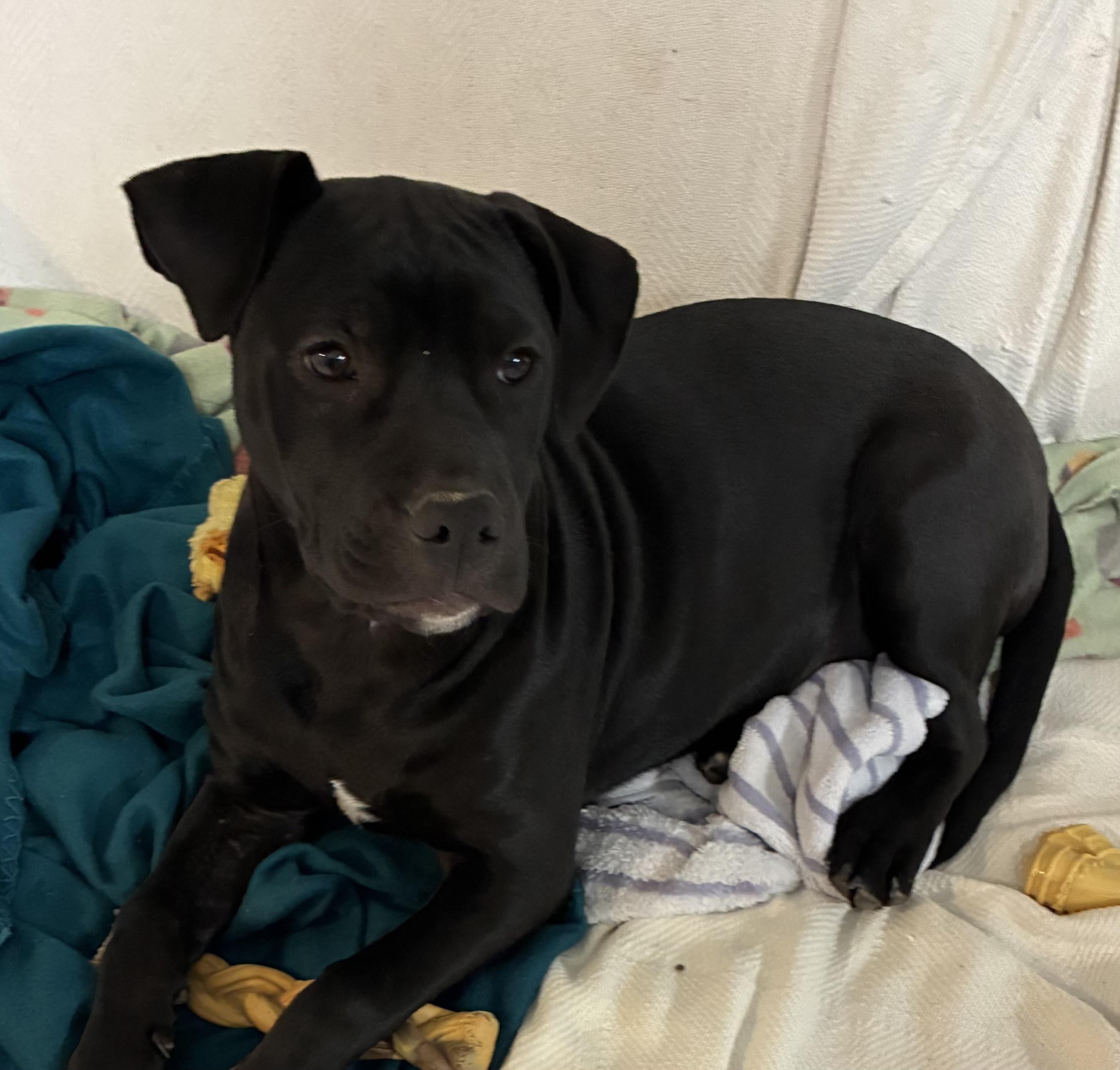Enlarge Jasmine, a Adopted mixed breed in Warwick, RI image 5/6