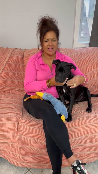 Enlarge Jasmine, a Adopted mixed breed in Warwick, RI video 6/6