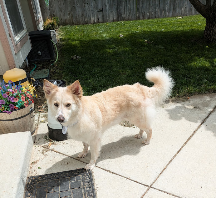 Chloe, an adoptable Husky, Cattle Dog in Broomfield, CO, 80020 | Photo Image 2