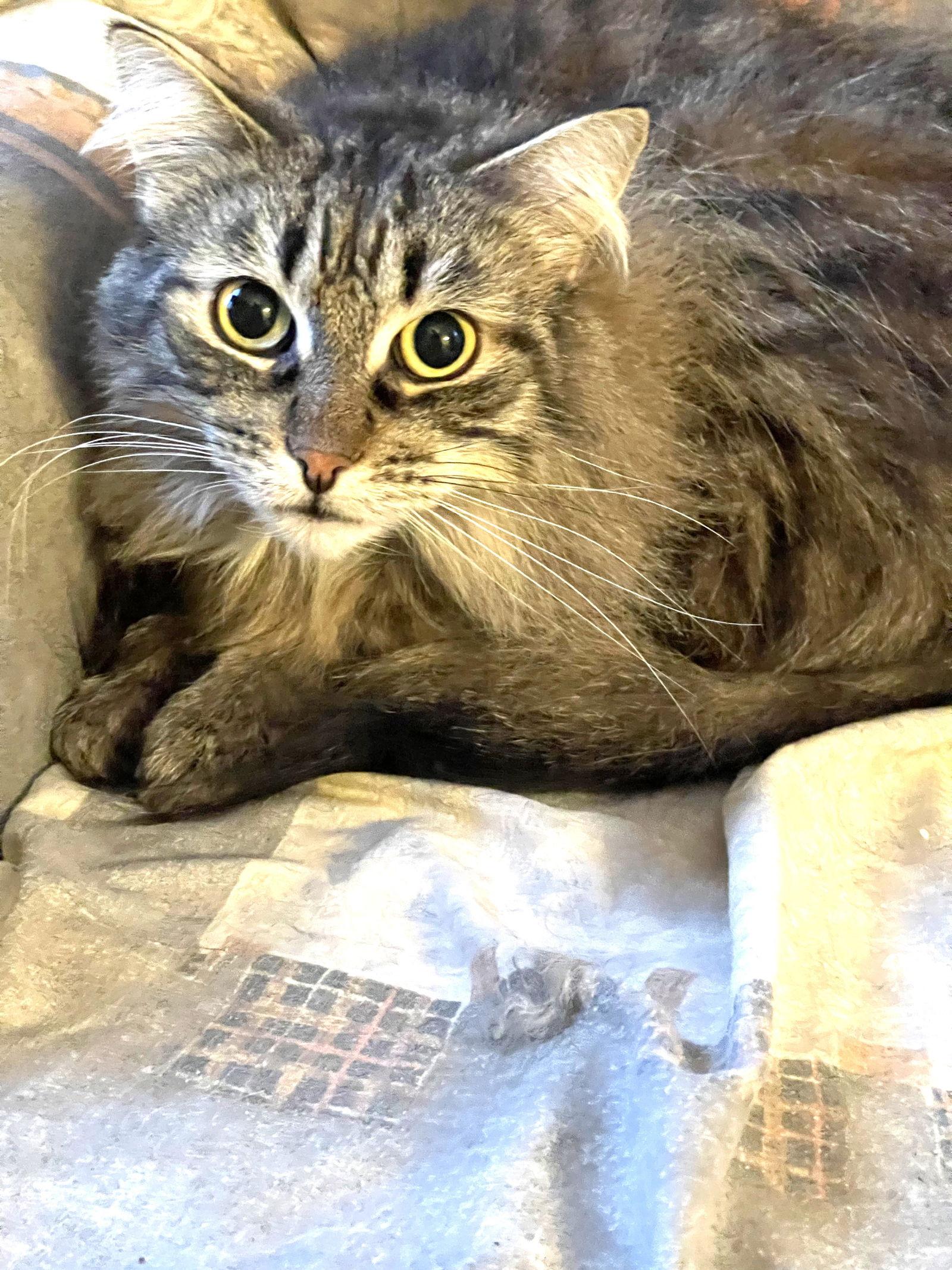 Casey, Adoptable, Young Male Domestic Long Hair.