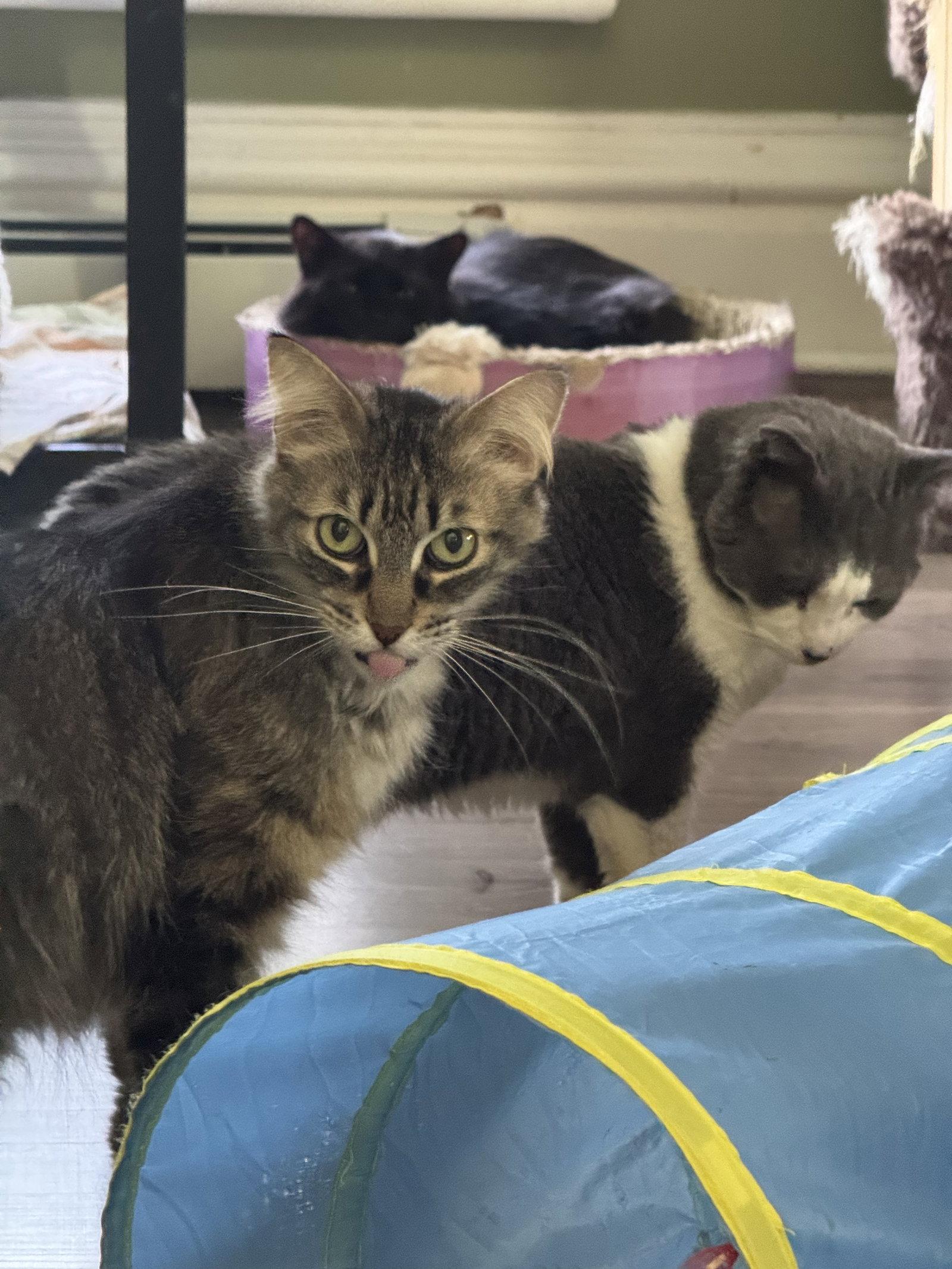 Casey, Adoptable, Young Male Domestic Long Hair.
