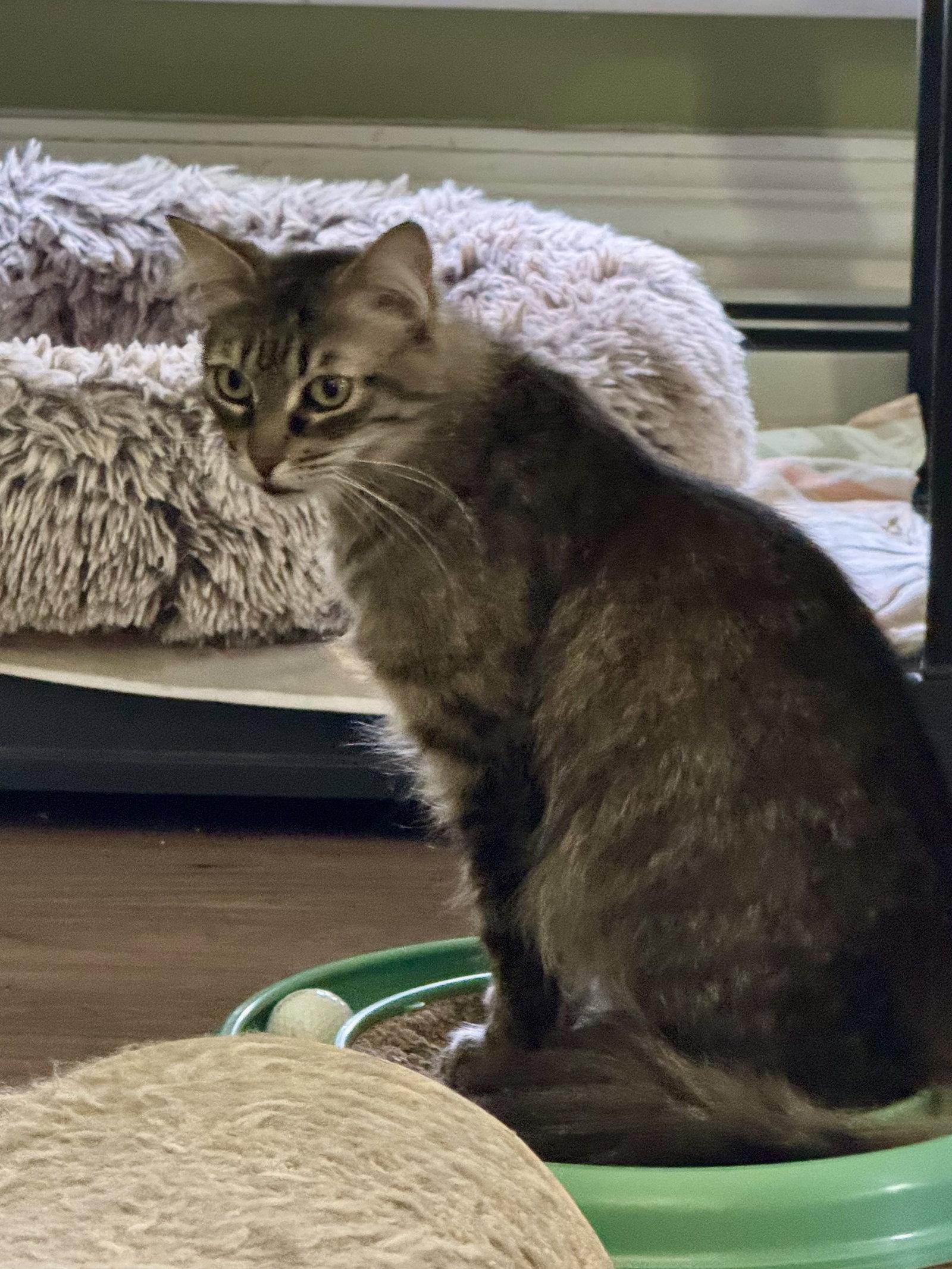 Enlarge Casey, a Adoptable Domestic Long Hair in Markham, ON image 2/3