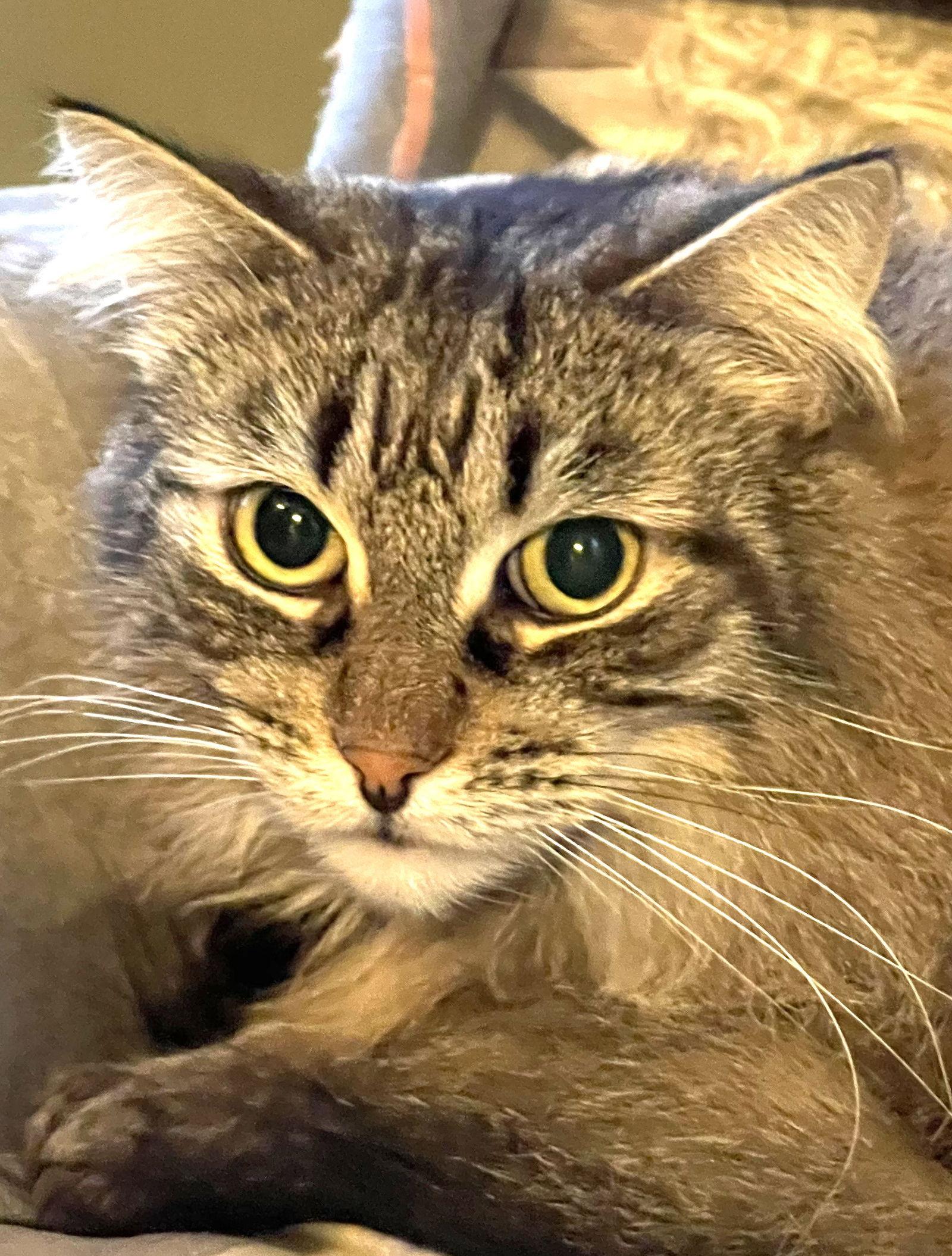 Casey, Adoptable, Young Male Domestic Long Hair.