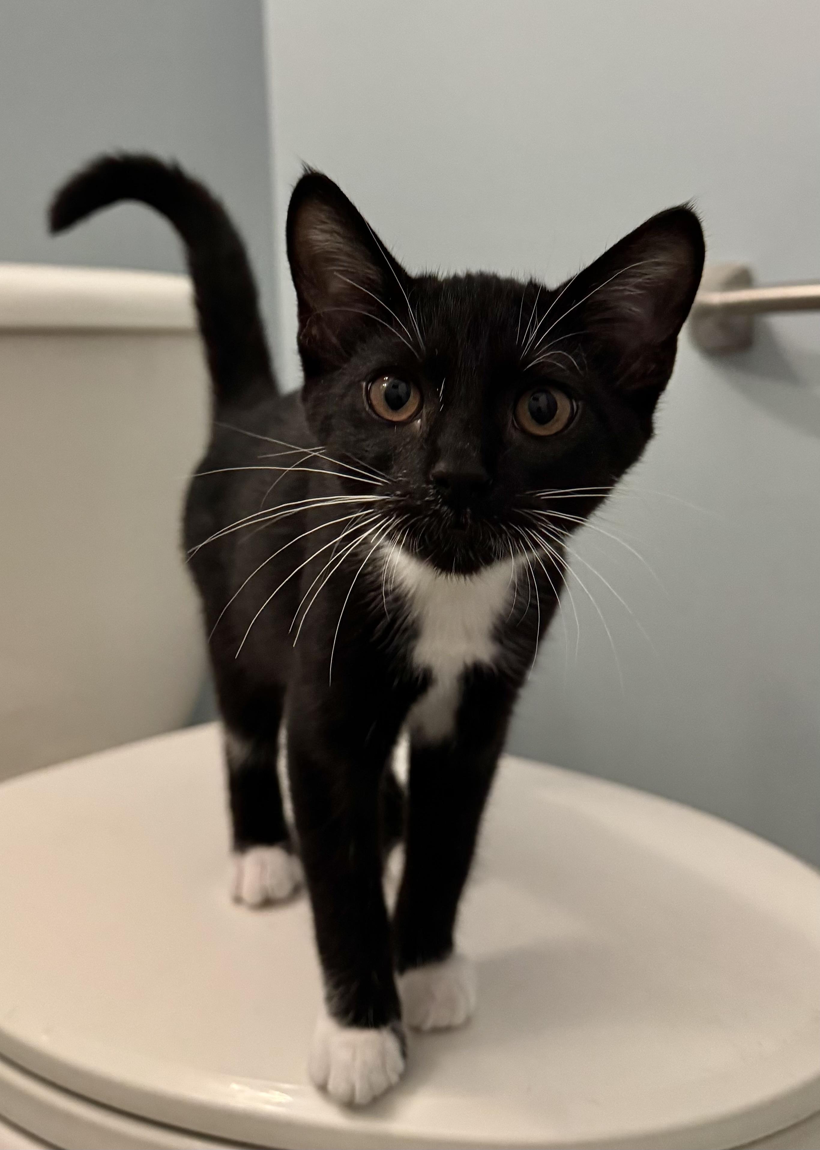 Enlarge Maddie, a Adoptable Domestic Short Hair in Ponte vedra, FL image 1/1