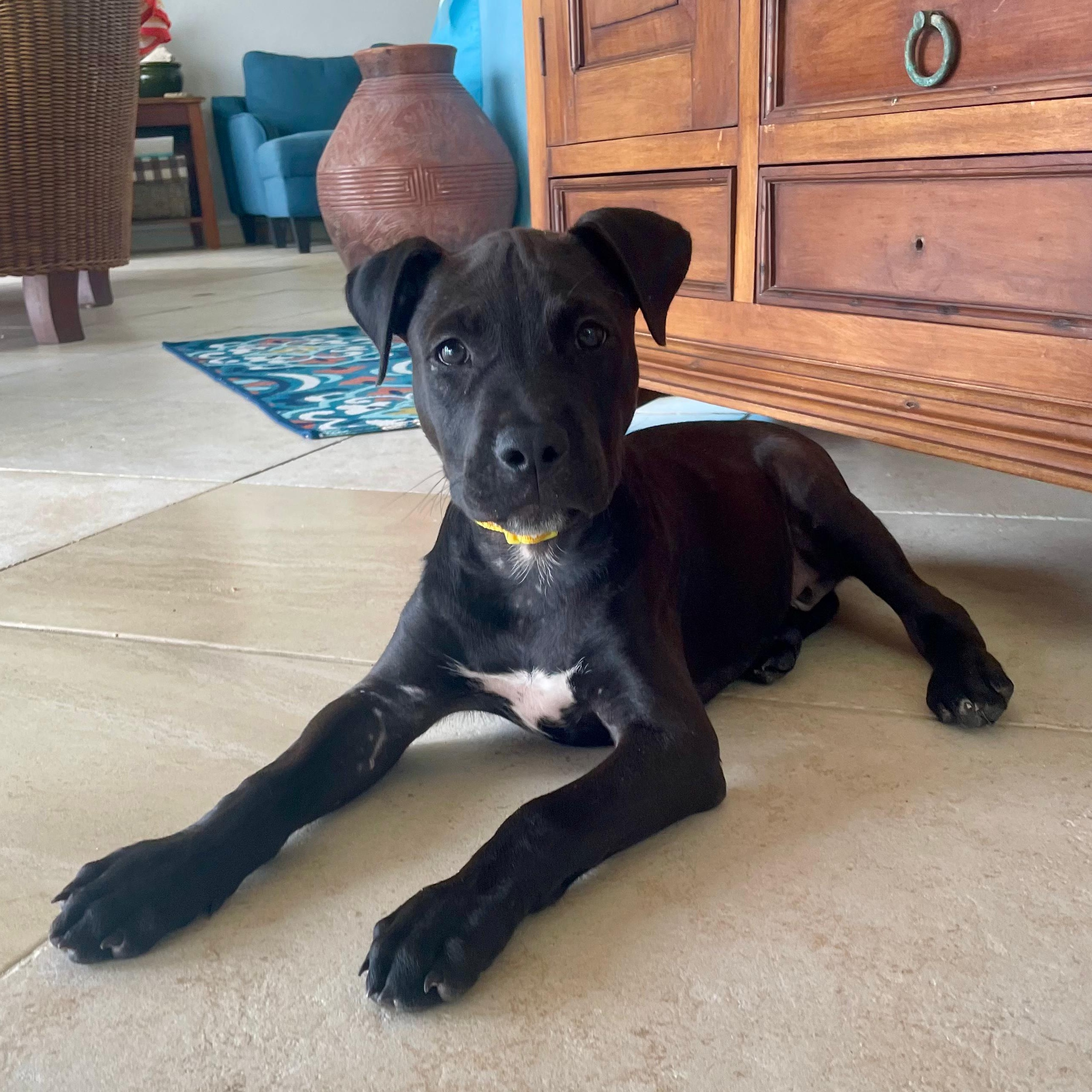 Moe, a ADOPTABLE Mixed Breed in Thornhill, ON image 3/6