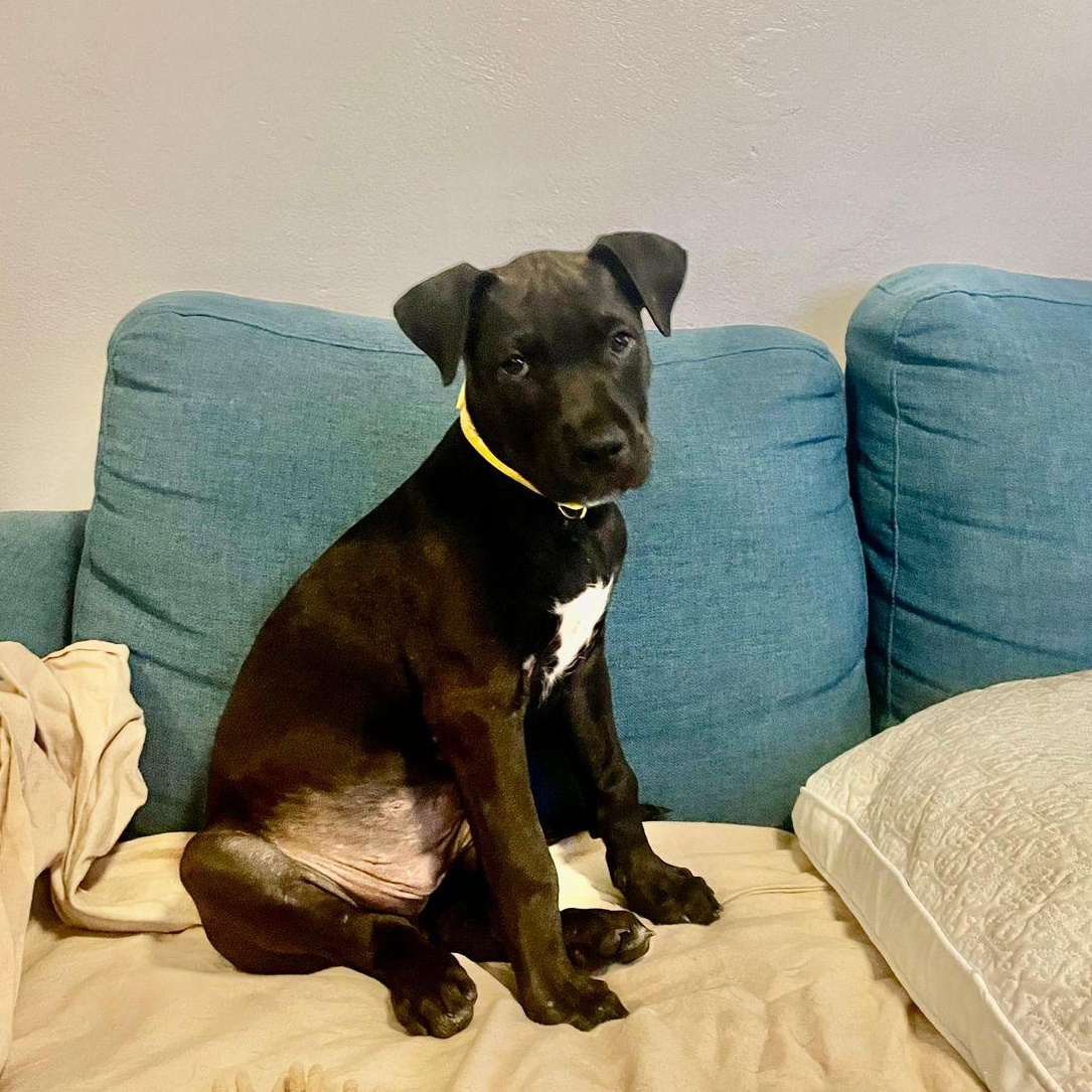 Moe, a ADOPTABLE Mixed Breed in Thornhill, ON image 2/6