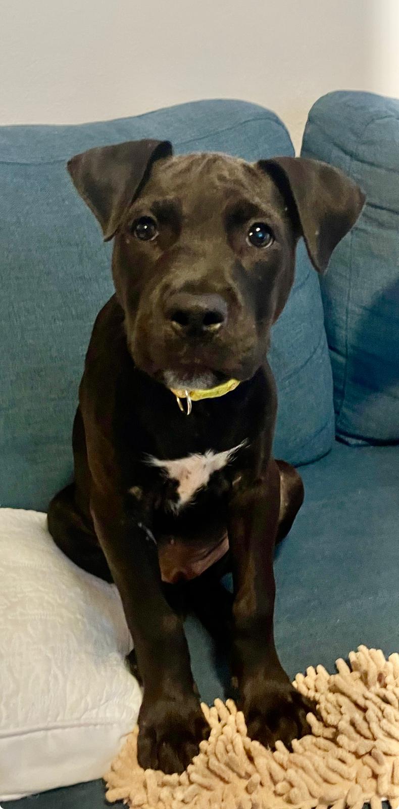 Moe, a ADOPTABLE Mixed Breed in Thornhill, ON image 5/6