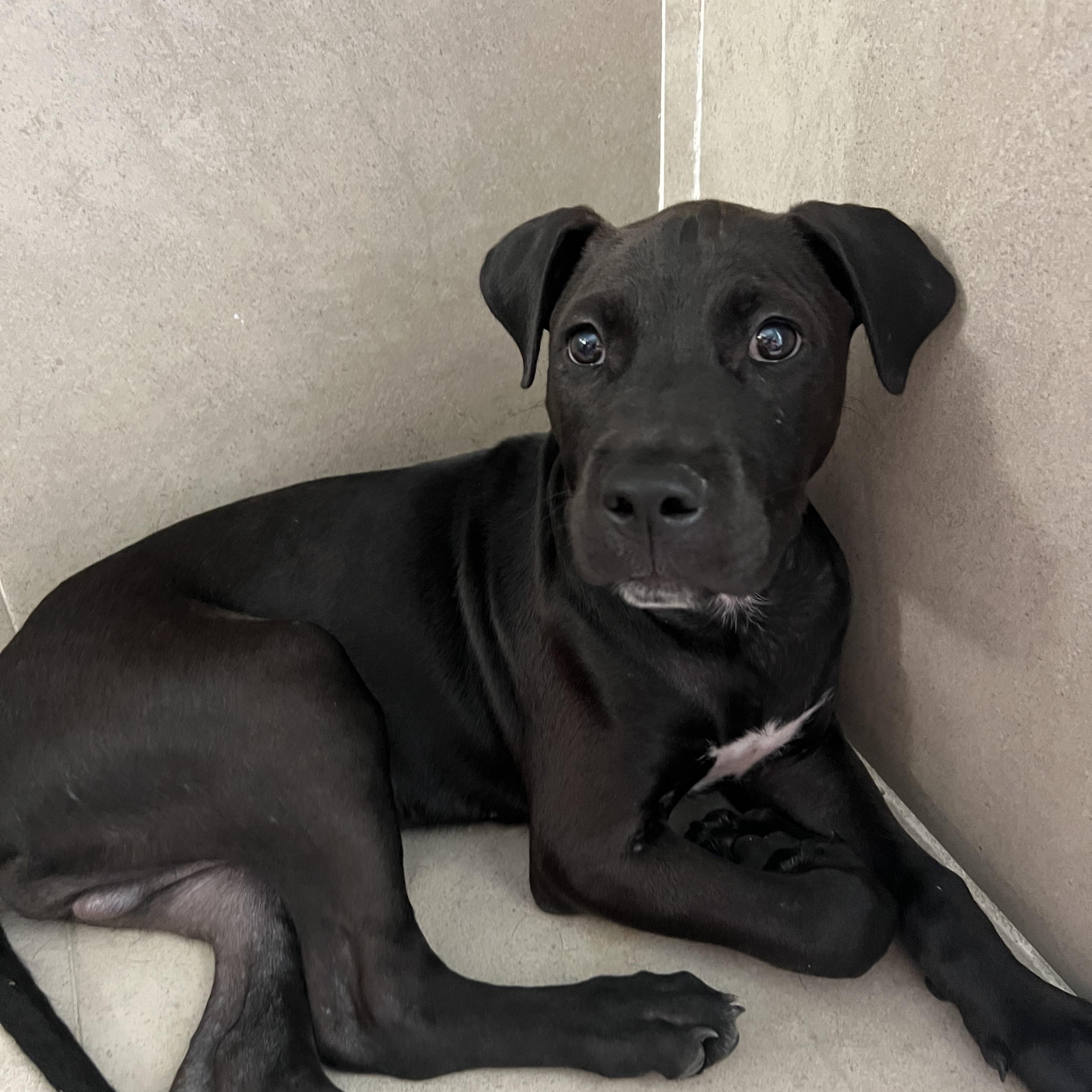 Moe, a ADOPTABLE Mixed Breed in Thornhill, ON image 4/6