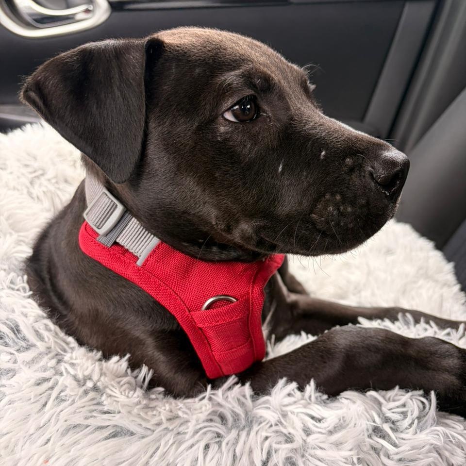 Moe, a ADOPTABLE Mixed Breed in Thornhill, ON image 6/6