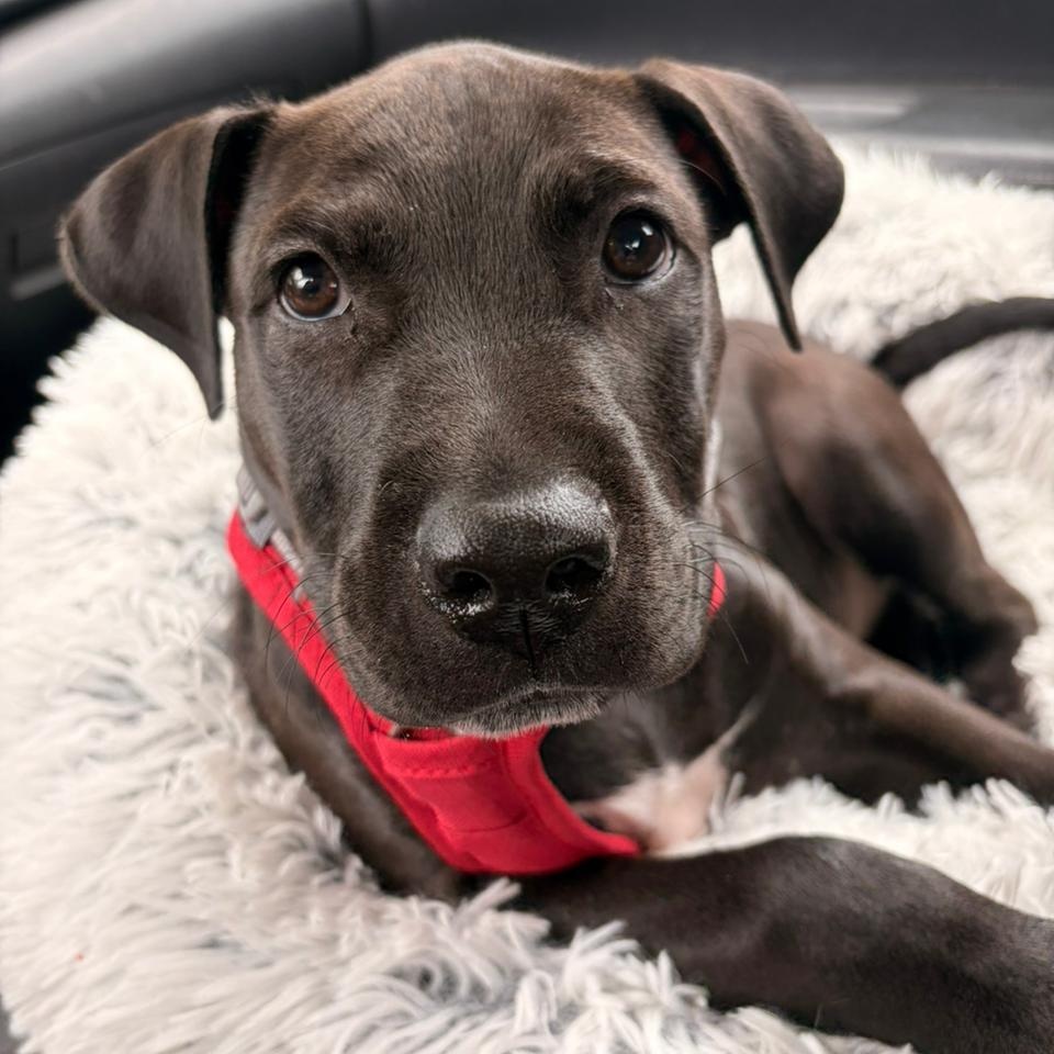 Moe, a ADOPTABLE Mixed Breed in Thornhill, ON image 1/6