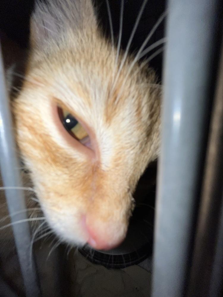 Star, Adoptable, Kitten Male Domestic Short Hair.