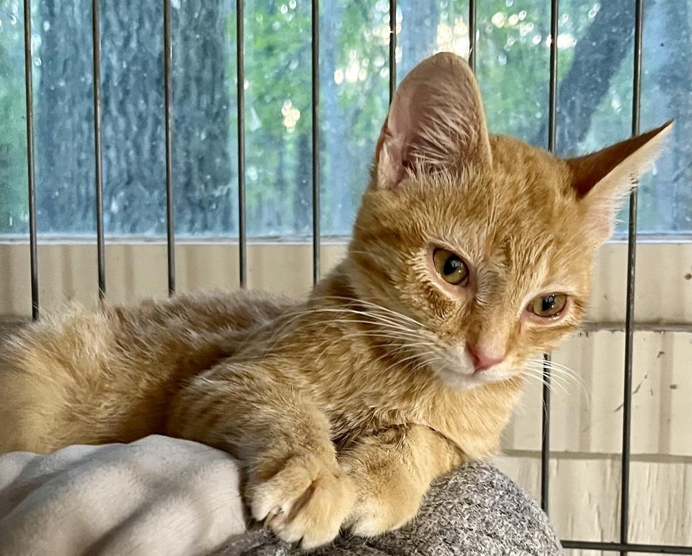 Enlarge Star, a Adoptable mixed breed in Franklin, WV image 2/5