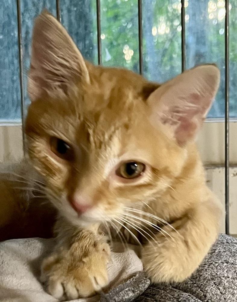 Enlarge Star, a Adoptable mixed breed in Franklin, WV image 5/5