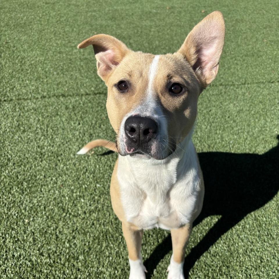 Enlarge January, a Adoptable Mixed Breed in Chattanooga, TN image 1/5