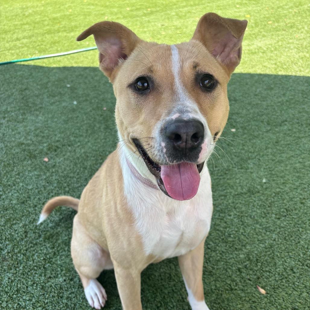 Enlarge January, a Adoptable Mixed Breed in Chattanooga, TN image 2/6