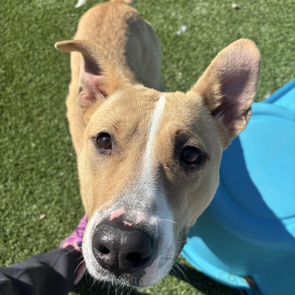 Enlarge January, a Adoptable Mixed Breed in Chattanooga, TN image 2/5