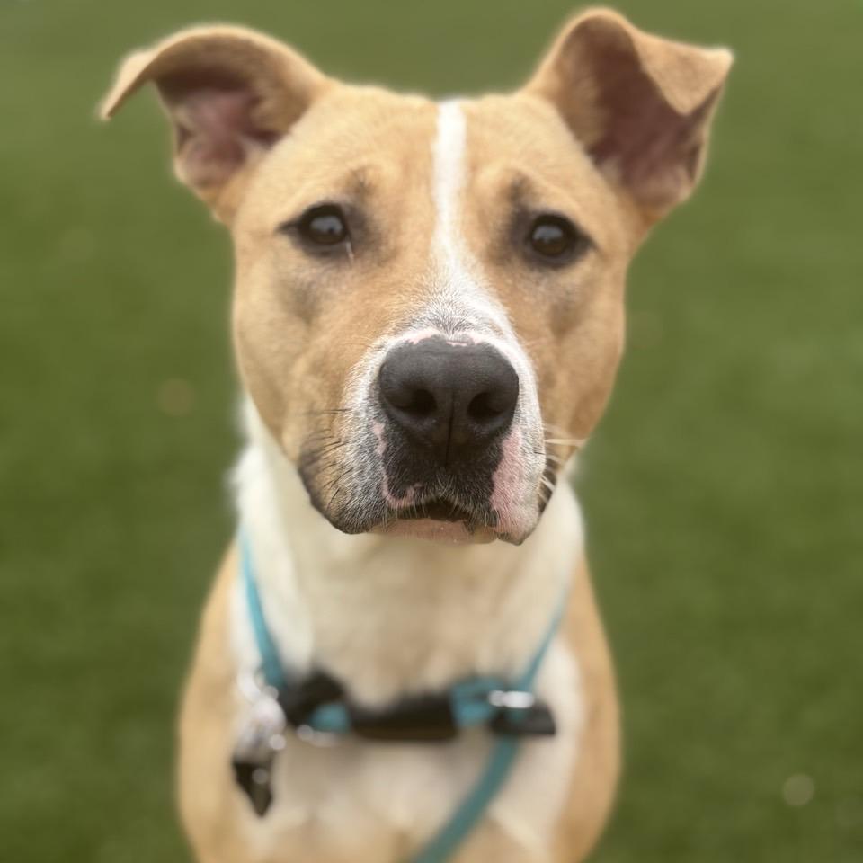 Enlarge January, a Adoptable Mixed Breed in Chattanooga, TN image 3/5