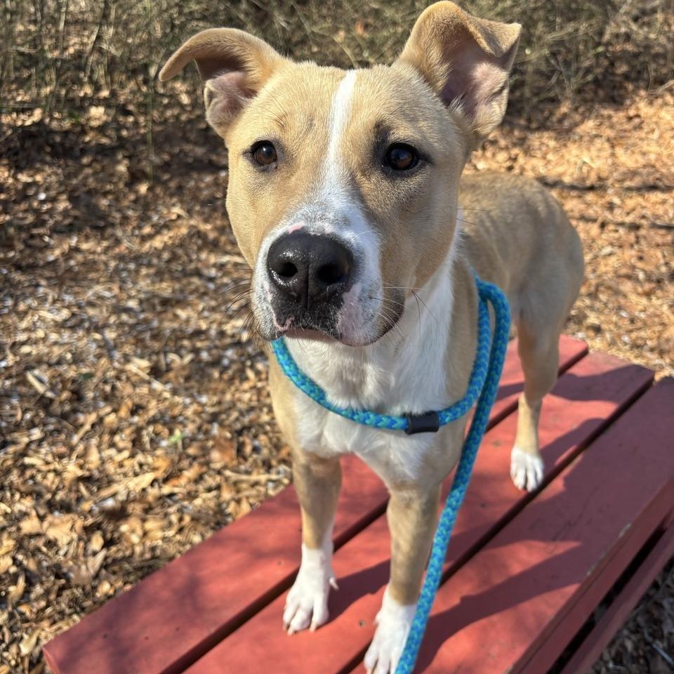 Enlarge January, a Adoptable Mixed Breed in Chattanooga, TN image 4/5