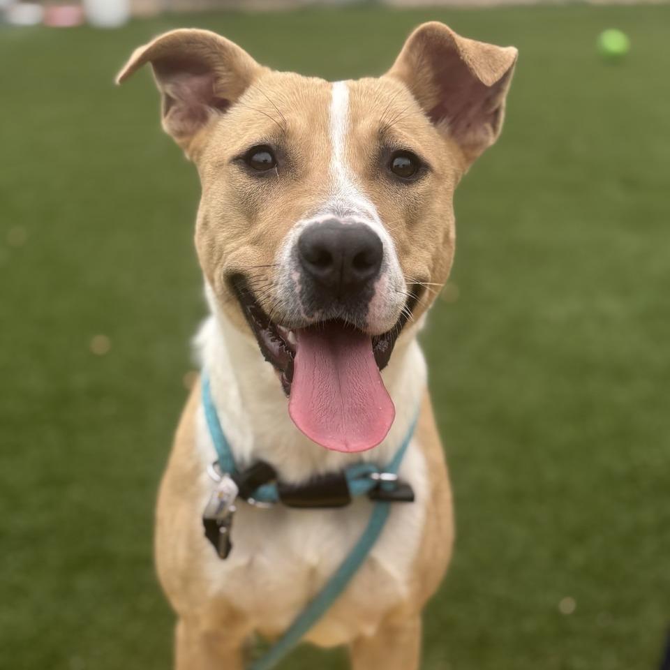 Enlarge January, a Adoptable Mixed Breed in Chattanooga, TN image 5/5