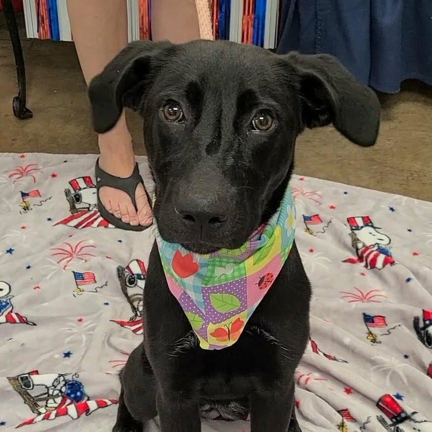 Enlarge Beatrix, a ADOPTABLE mixed breed in Woolwich, ME image 5/5