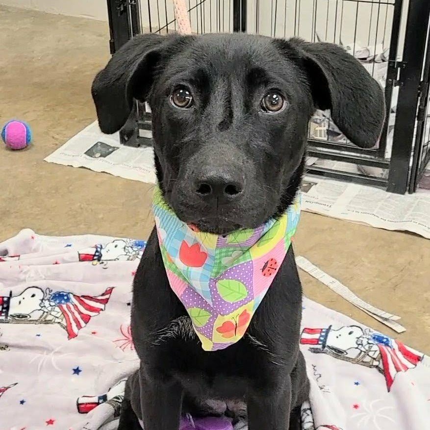 Beatrix, ADOPTABLE, Young Female Black Labrador Retriever.