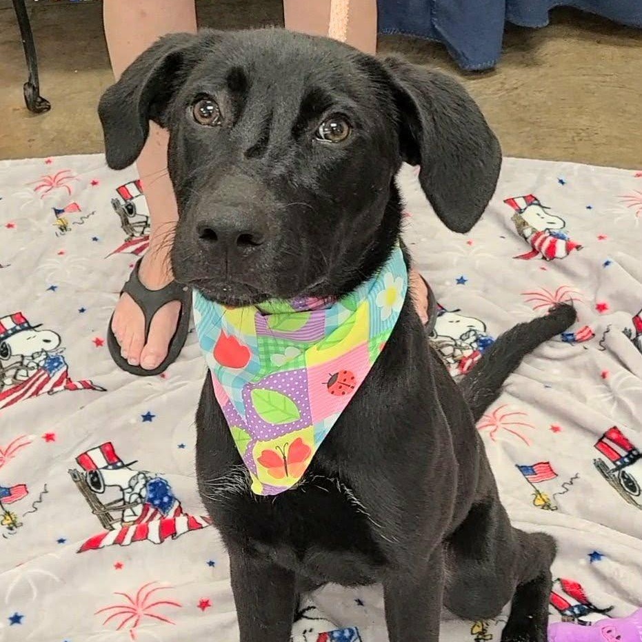 Enlarge Beatrix, a ADOPTABLE mixed breed in Woolwich, ME image 2/5