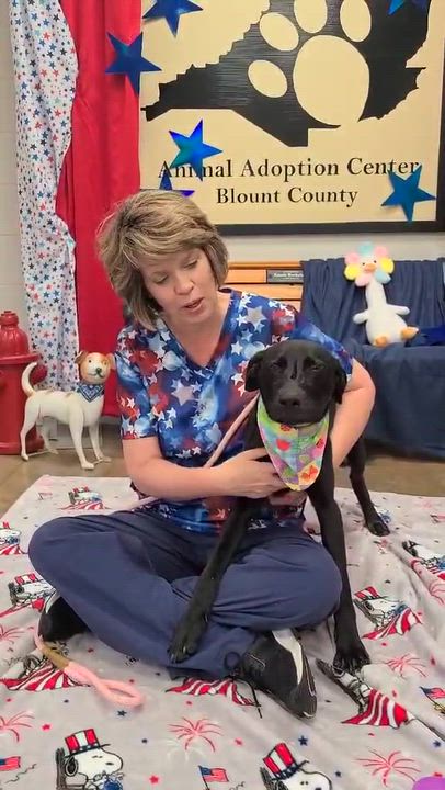 Enlarge Beatrix, a ADOPTABLE mixed breed in Woolwich, ME video 4/5