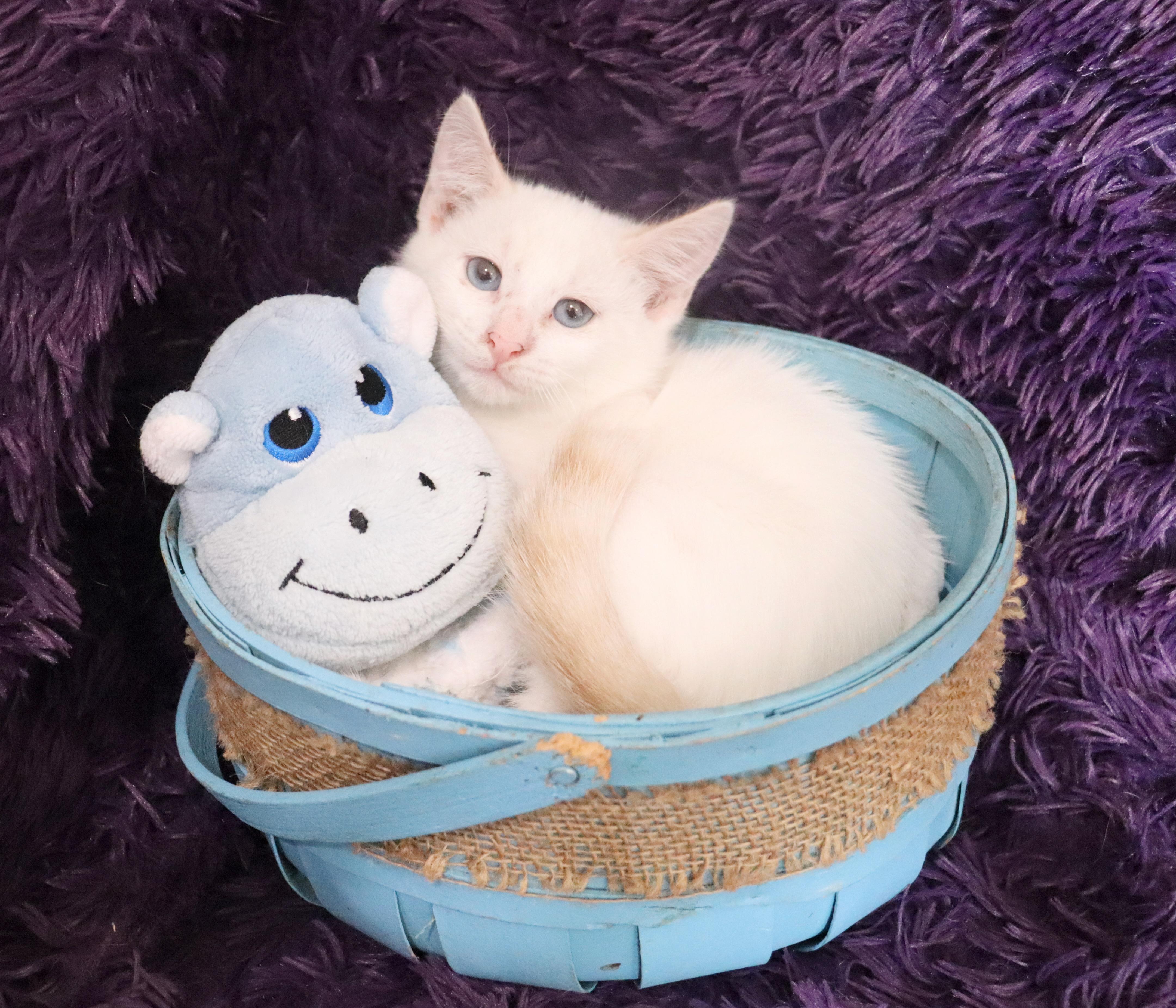 Snowball, an adopted mixed breed in Saint Augustine, FL image 2/5