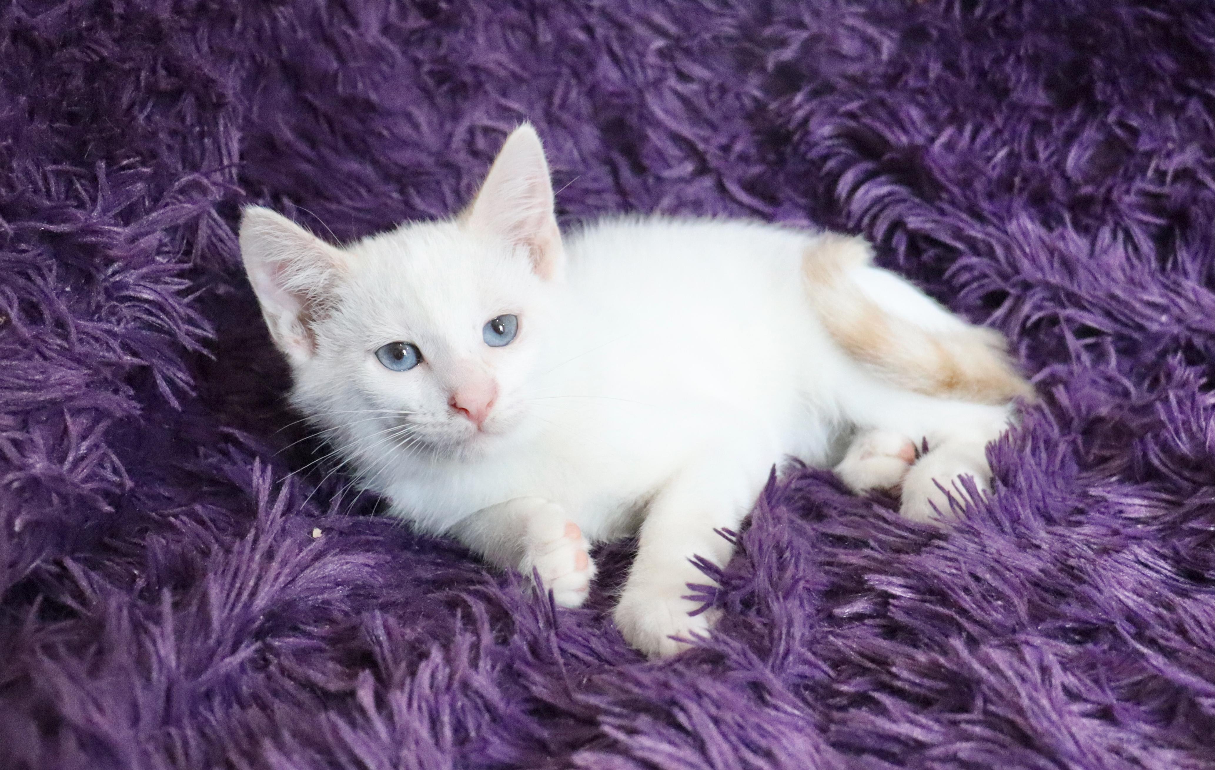 Snowball, an adopted mixed breed in Saint Augustine, FL image 5/5
