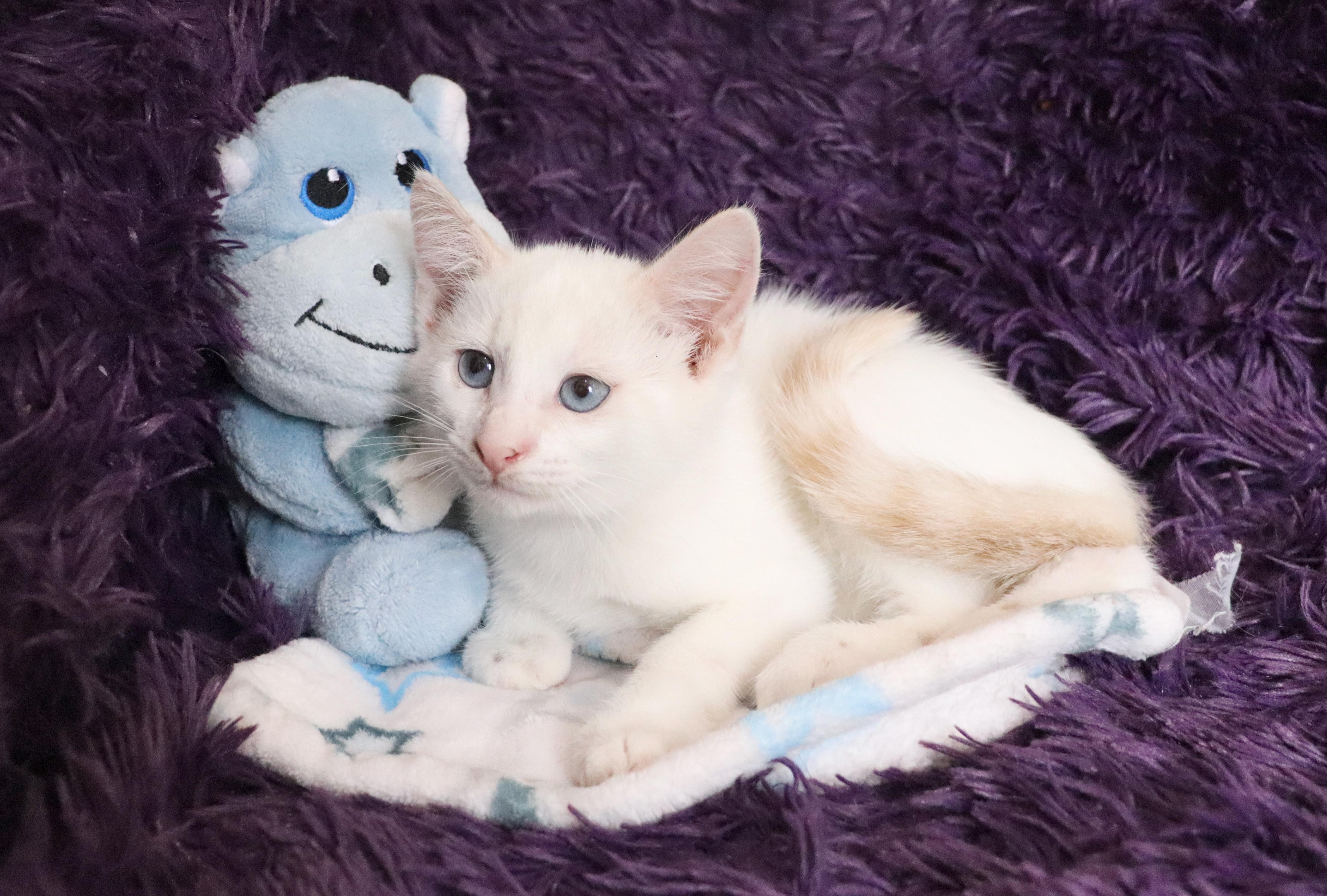 Snowball, an adopted mixed breed in Saint Augustine, FL image 3/5