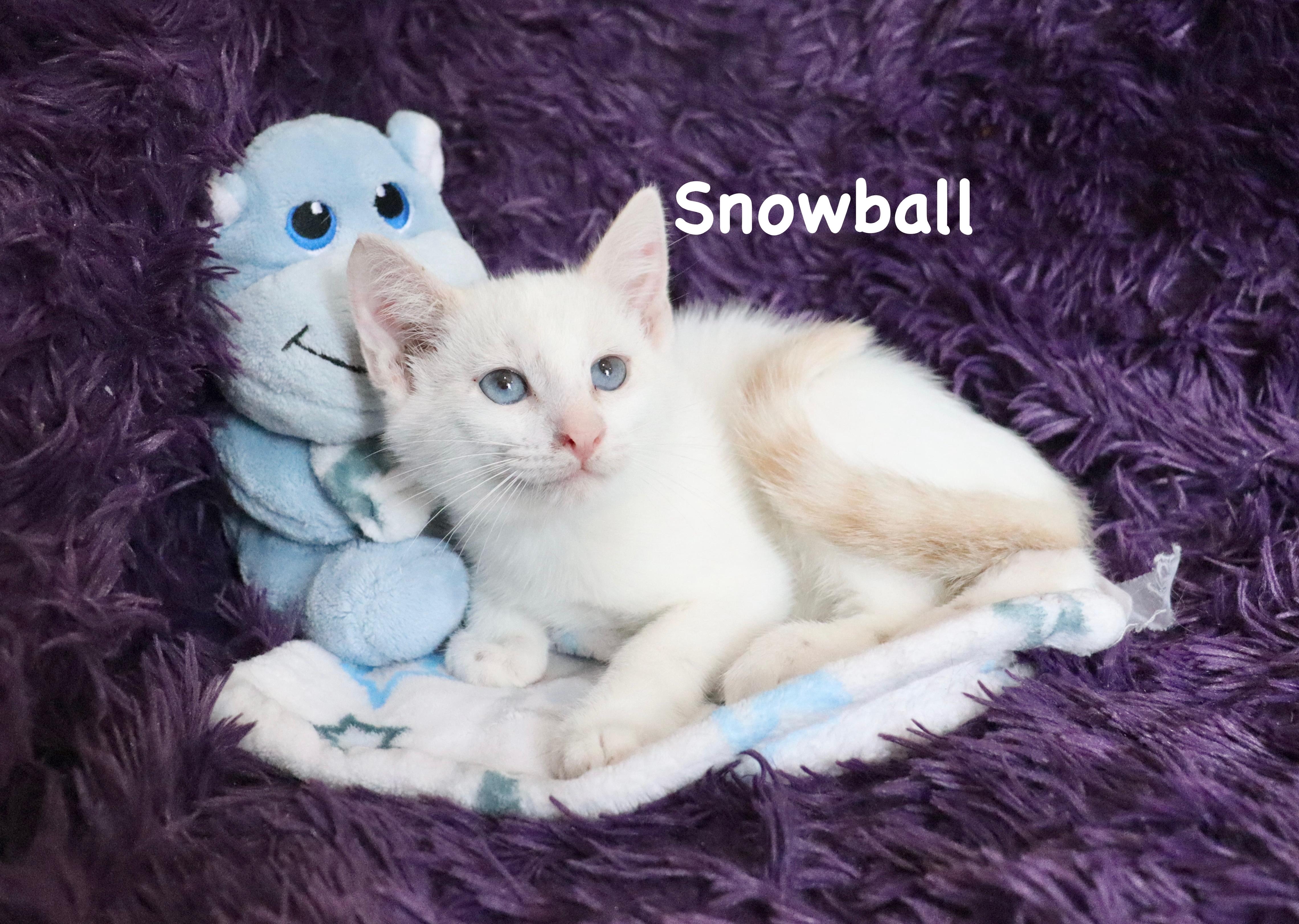 Snowball, adopted, Kitten Male Siamese.