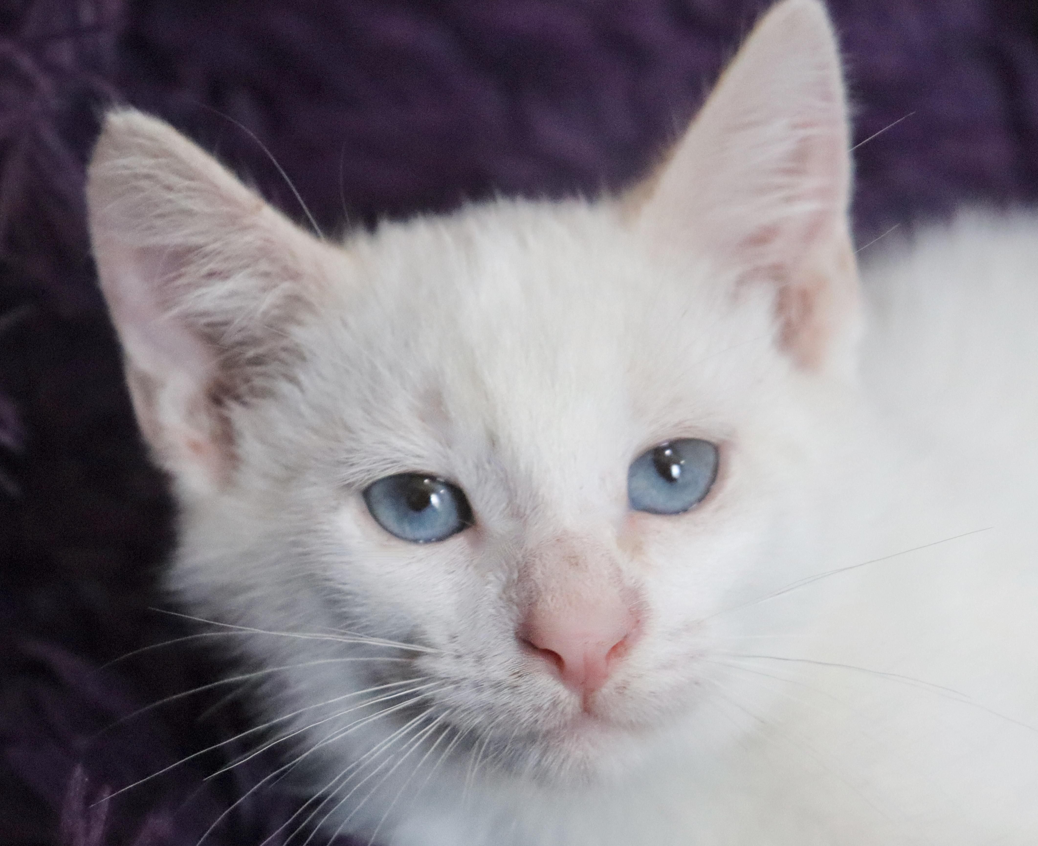 Snowball, an adopted mixed breed in Saint Augustine, FL image 4/5