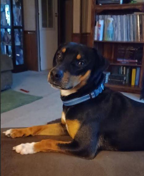 Enlarge Ozzie, a Adoptable mixed breed in Mocksville, NC image 1/3