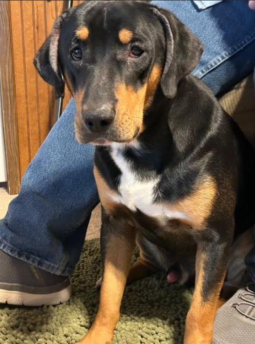 Ozzie, Adoptable, Young Male Hound.