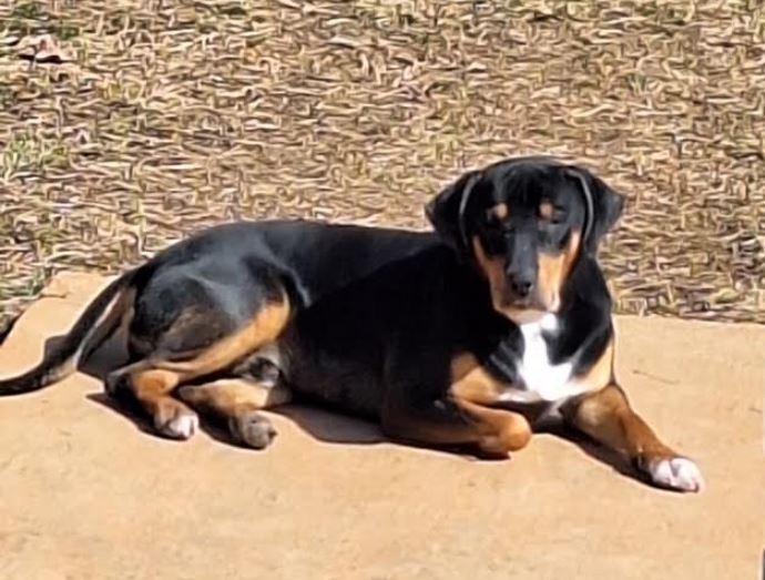 Enlarge Ozzie, a Adoptable mixed breed in Mocksville, NC image 3/3