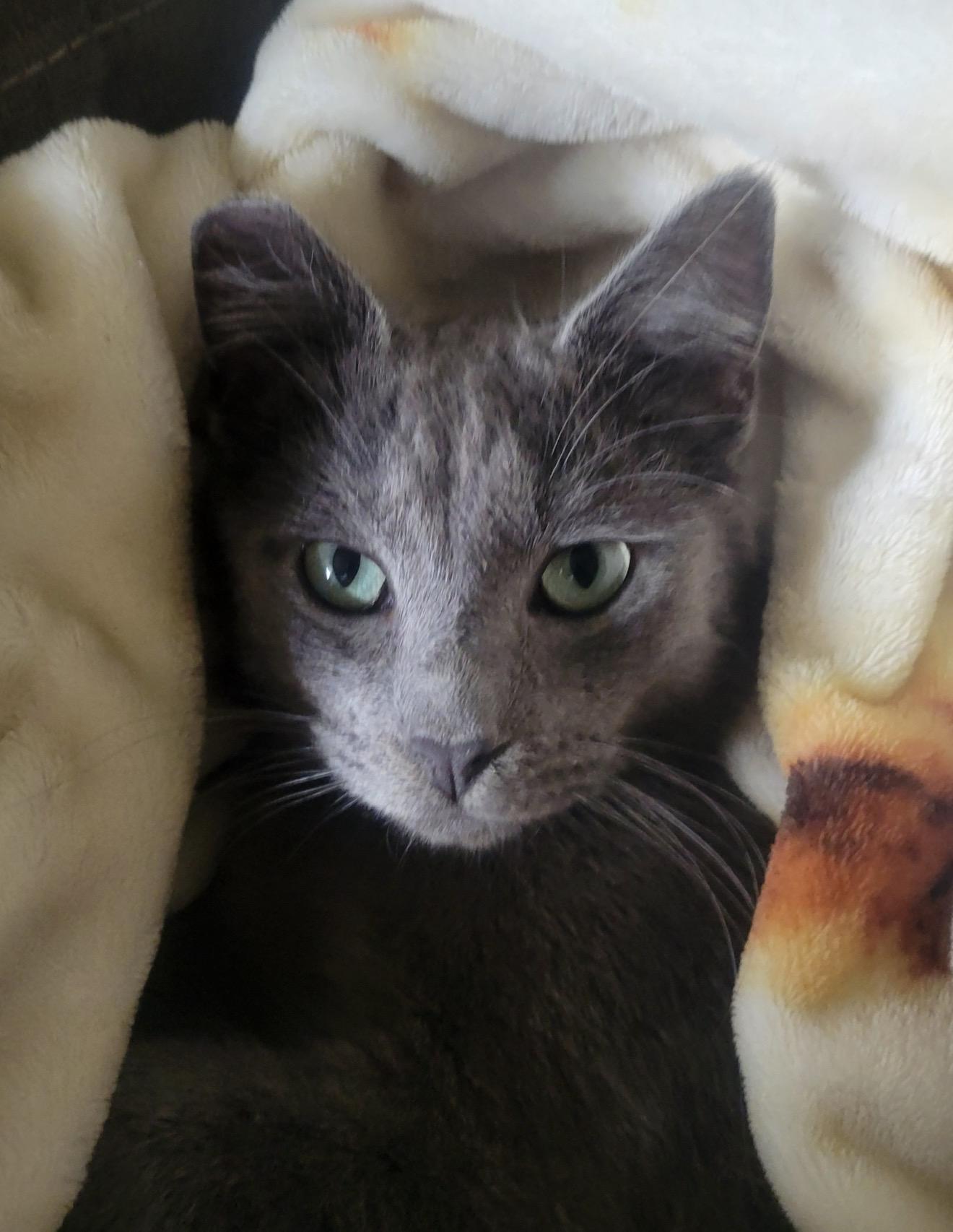 Enlarge Eddie, an adopted mixed breed in San Rafael, CA image 3/4