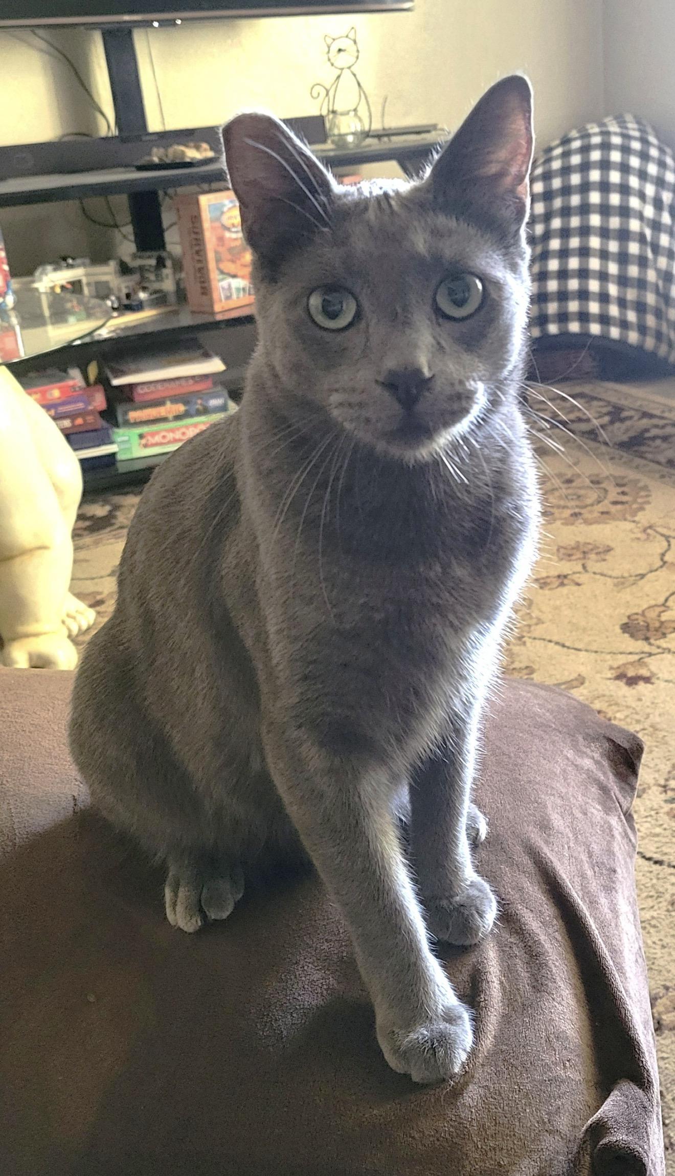 Eddie, adopted, Young Male Russian Blue.