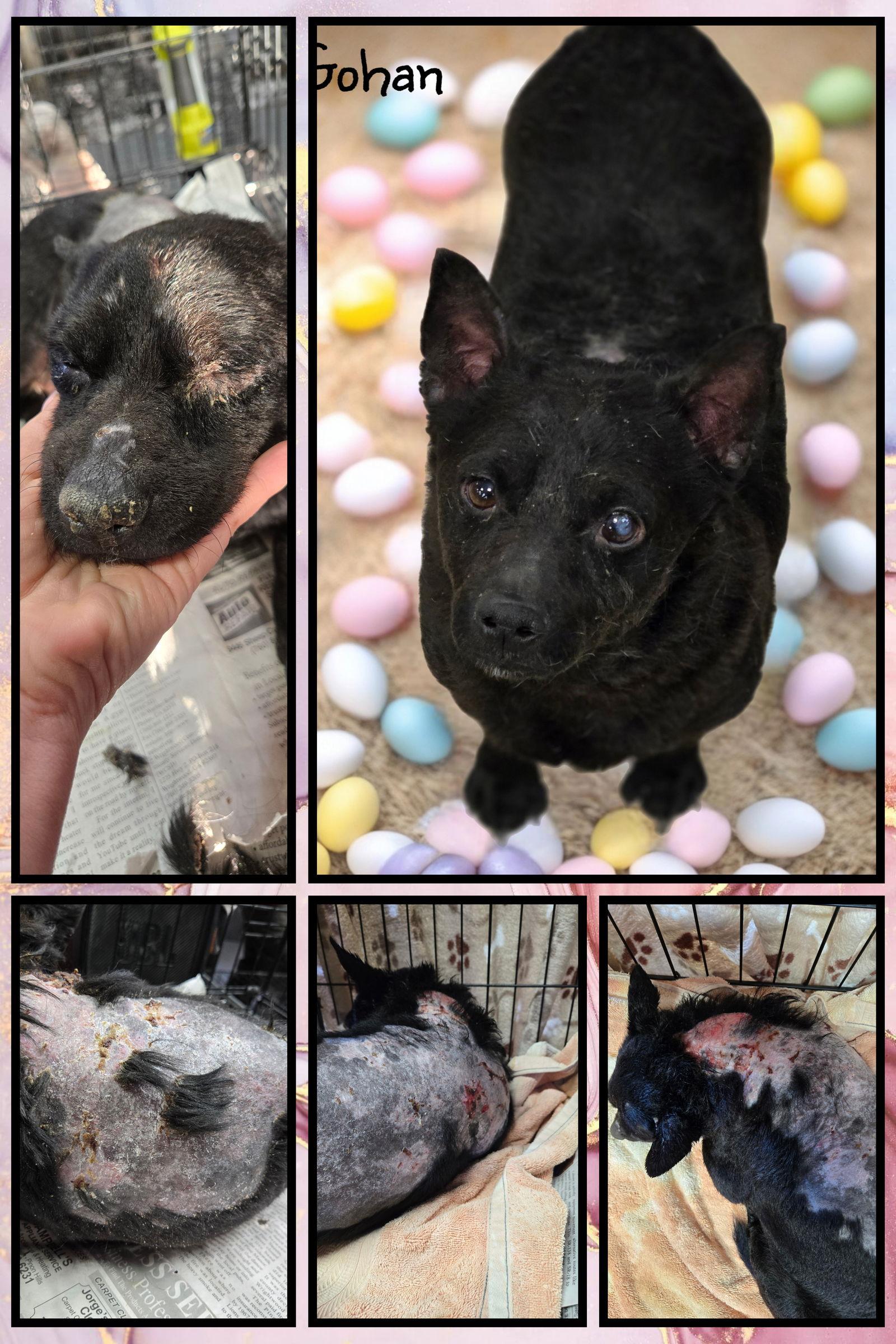 Gohan, Adoptable, Adult Male Chihuahua.