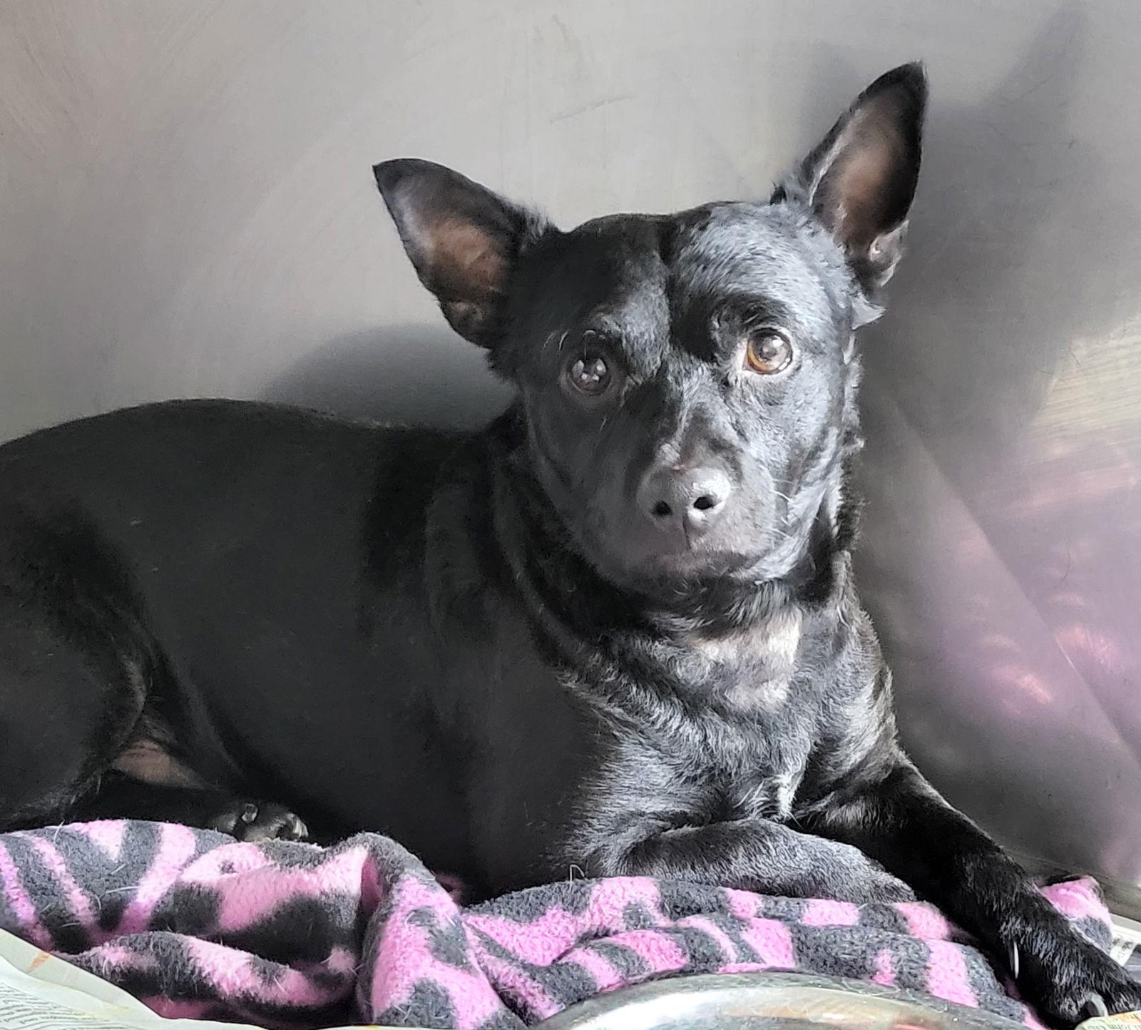 Enlarge Gohan, a Adoptable Chihuahua in Phelan, CA image 2/3